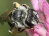 Andrena ovata
